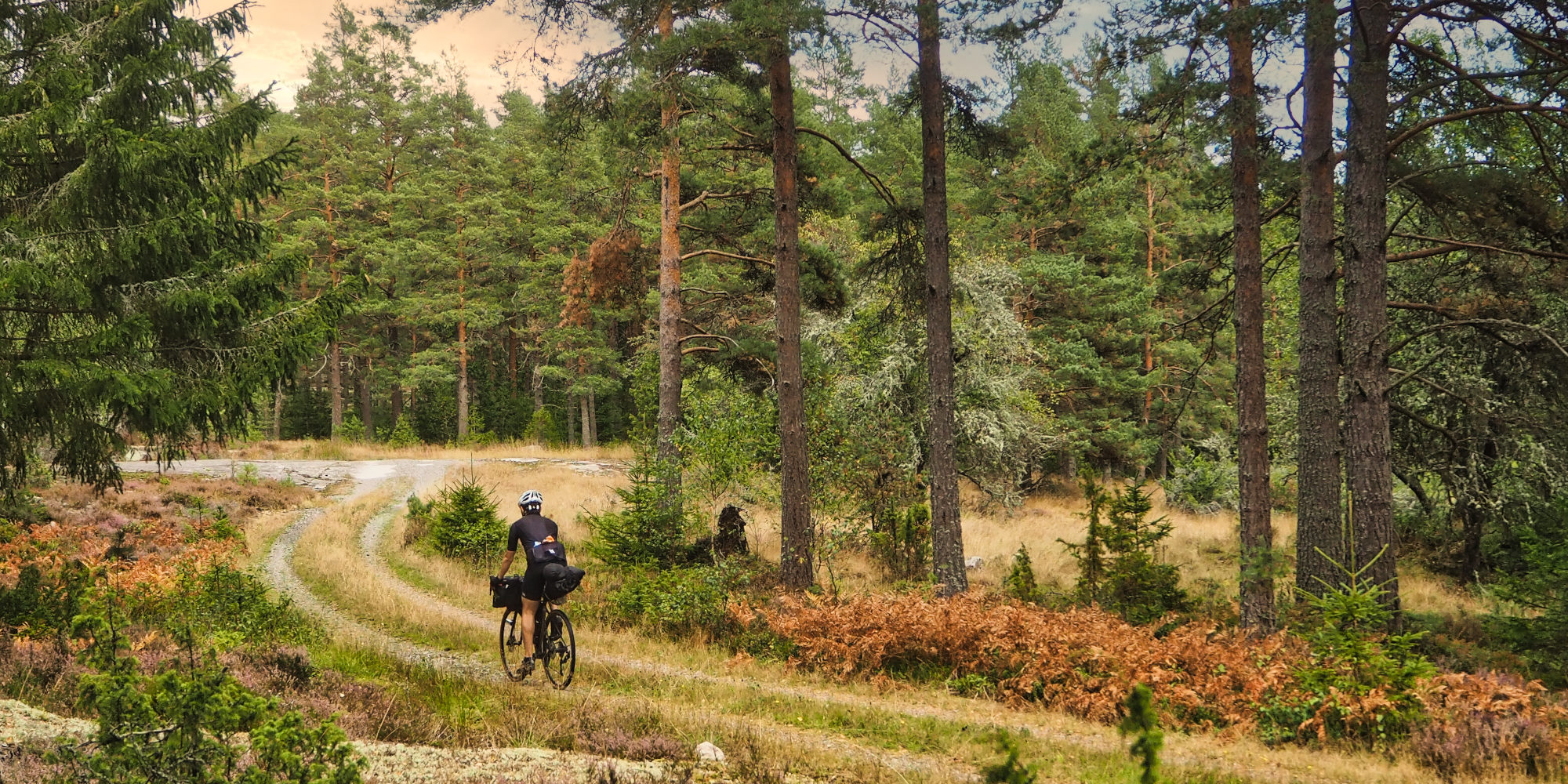 Person fährt mit dem Fahrrad durch einen Wald in Schweden.