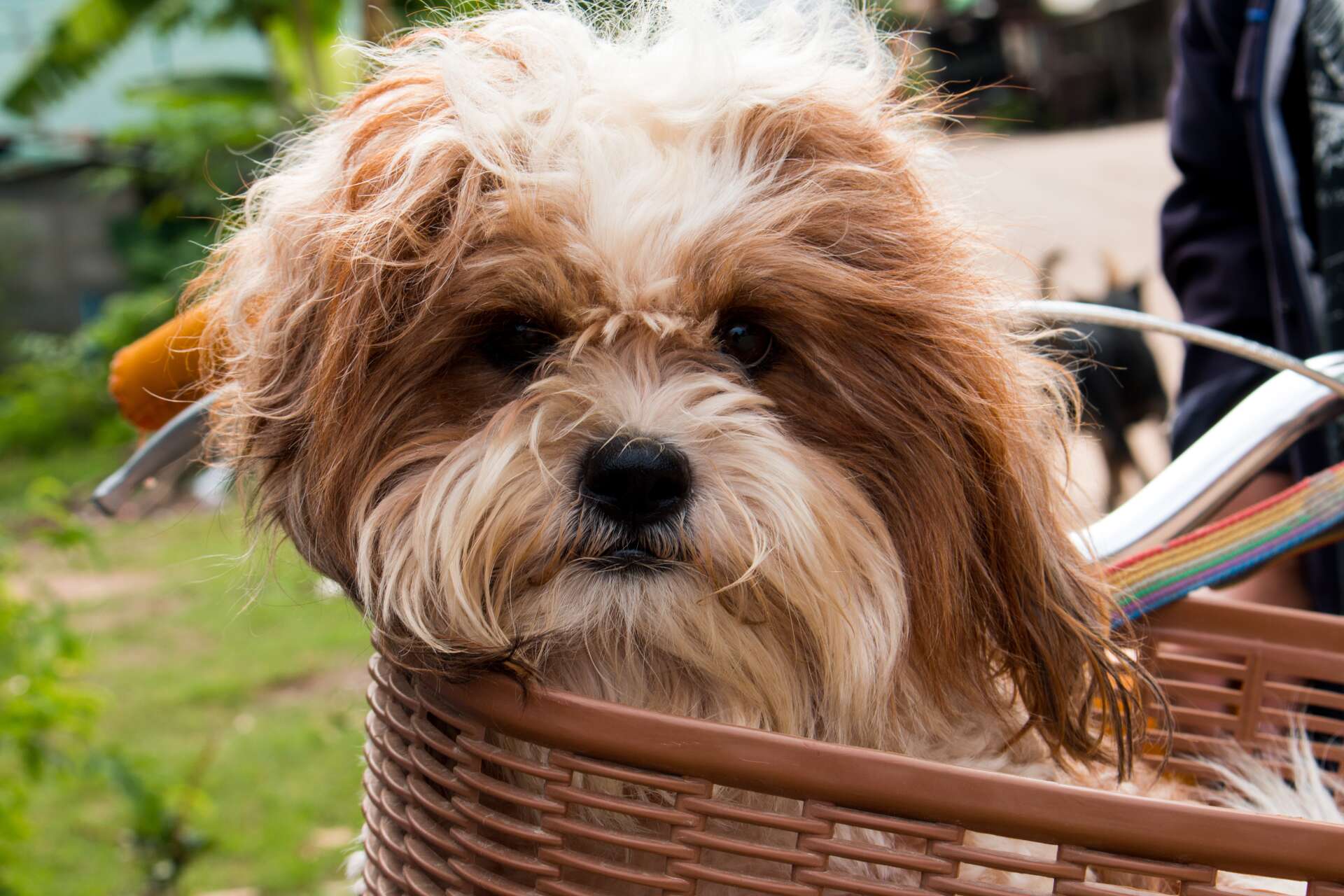 Kleiner Hund sitzt in einem Fahrradkorb, der am Lenker angebracht ist.