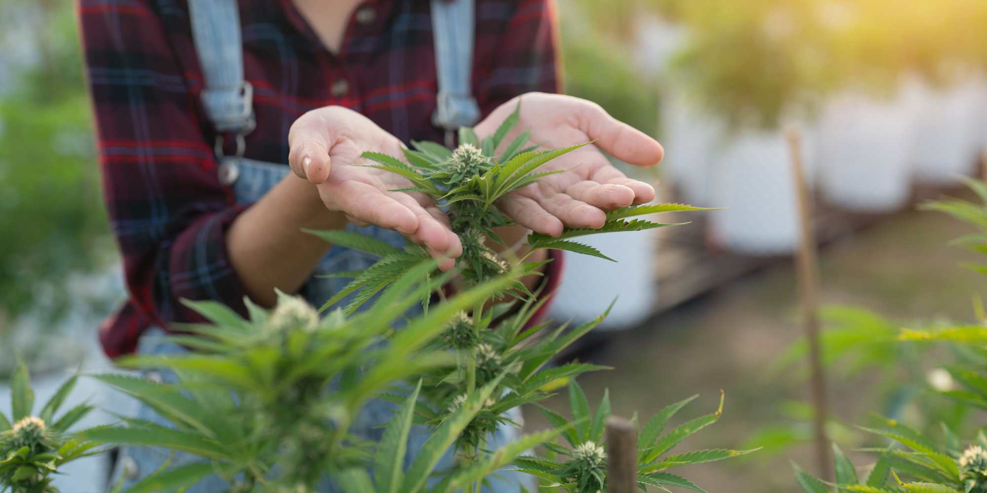 Frau hält Blüte von Cannabispflanze in der Hand.