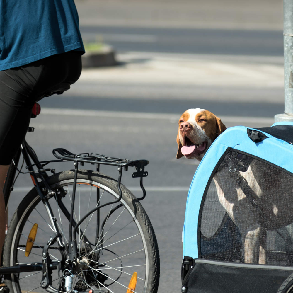 Ein Hund wird mit dem Fahrrad transportiert