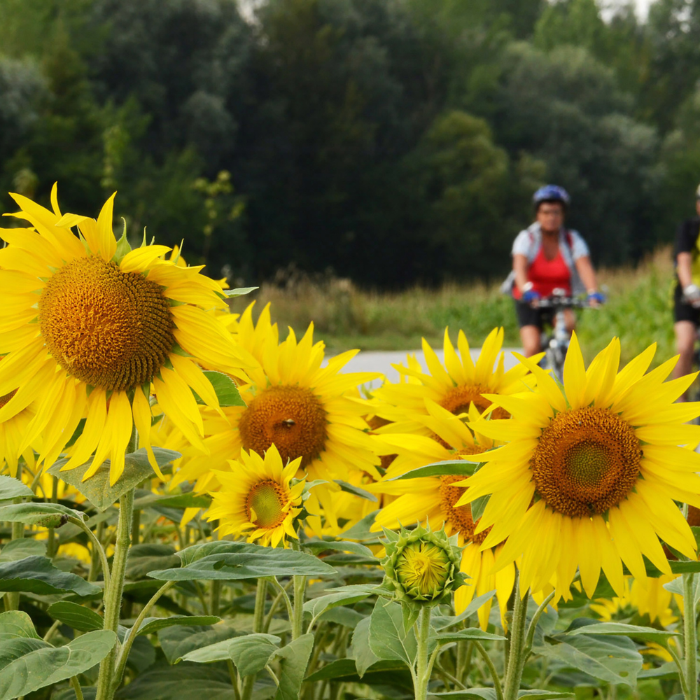 Im Vordergrund sind viele Sonnenblumen eines Sonnenblumenfeldes zu sehen. Hinter dem Feld führt ein Radweg entlag auf dem zwei Radfahrer zu sehen sind. Auf der anderen Seite des Radweges sind Bäume.