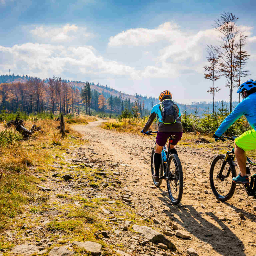 zwei Mountainbiker fahren durch offene Waldfläche.